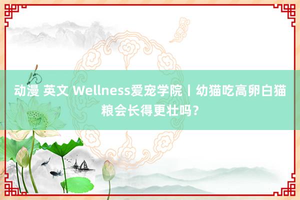 动漫 英文 Wellness爱宠学院丨幼猫吃高卵白猫粮会长得更壮吗？